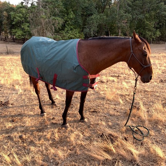 Bucas Ireland Turnout Rain Sheet Blanket [Horse Tack] - Picture 5 of 8